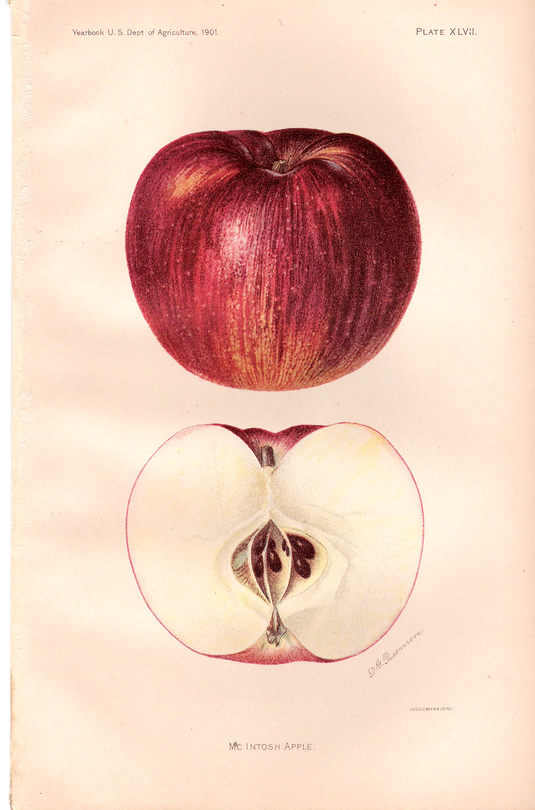 A 1901 botanical illustration of a whole McIntosh apple and its cross-section